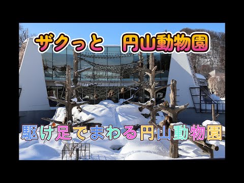 ザクっと円山動物園　駆け足でまわる円山動物園（Maruyama Zoo in Sapporo city Japan）