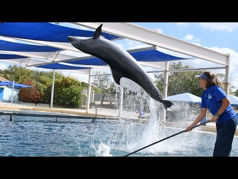 Koko's Front Flip/Backdive Training Session - Inside Look at SeaWorld San Antonio - November 3, 2023