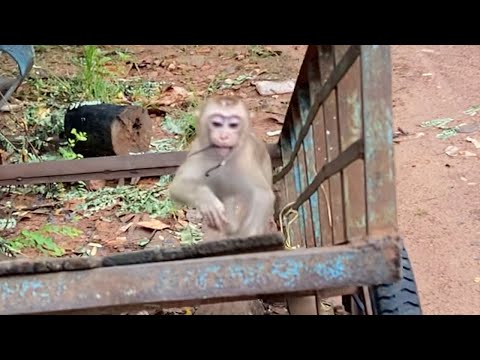 Little Adorable Baby Boy To Playing Outside Look Is Very Happy