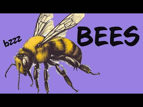 BEES don't realize how great they are! 🐝 Pollination, Honey, & Beeswax