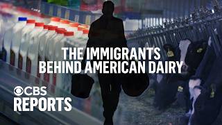 The Price of Milk: Immigrants Behind American Dairy | CBS Reports