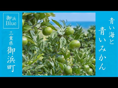 【Rural Japan】Do you know “Blue mandarin oranges”? | Rural Japan | Hidden Japan | Countryside Life