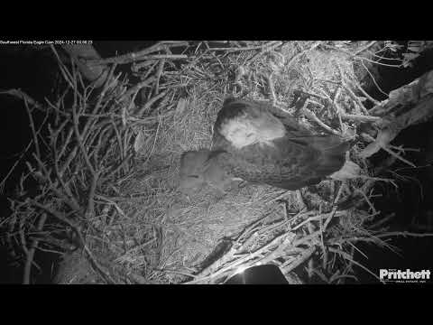 Southwest Florida Eagle Cam