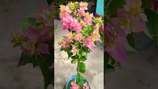 Bougainville 🌸🌸#flowers #garden#viralvideo #nature #trending #ytshorts#plants  #shorts#shortsfeed