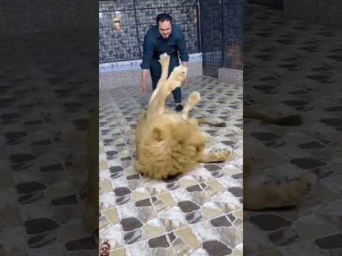 #lion #animals #tiger #zoo #keşfet #youtube #tamed #africanlion #wildlife #miansaqib