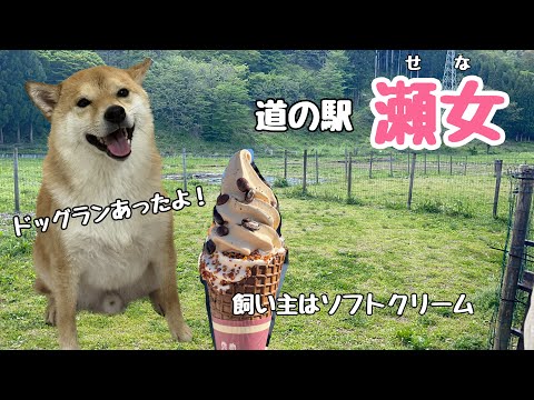 石川県・ドッグラン　#犬とお出かけ #キジトラコーヒー研究所 #道の駅瀬女