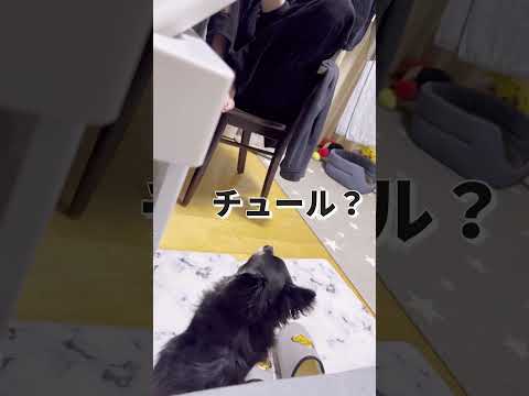 おやつ欲しいアピールを頑張るチワワの麦#shorts #チワワ #chihuahua #dog#pets#cutedog#funnydogs