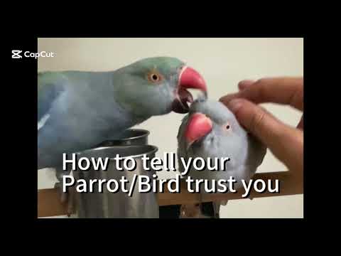 🦜How to tell parrot Trust you #parrotshorts #birdshorts #shorts #indiaringneck #petshorts