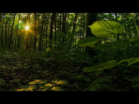 Birds Singing in the Middle of the Forest on a Beautiful Day - 4K Video with Relaxing Nature Sounds