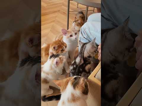 福岡天神區貓咪咖啡廳 Cat Cafe MOCHA