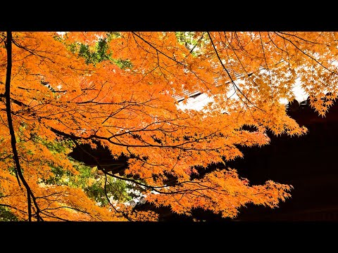 まるで蒔絵　青から黄、赤へとグラデーション　カエデ紅葉　南あわじ・成相寺