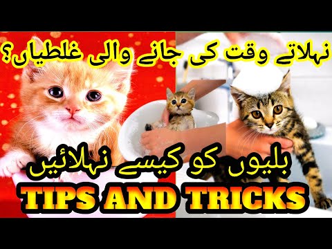 How to give bathe a cat in home | بلیوں کو گرمیوں میں نہلانے کا طریقہ | moment of animals boom