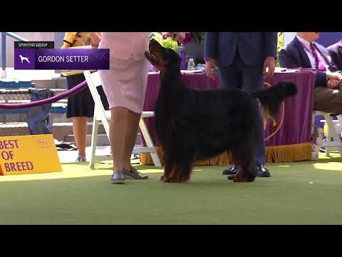 Setters (Gordon) | Breed Judging 2024