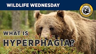 Wildlife Wednesday | Hyperphagia