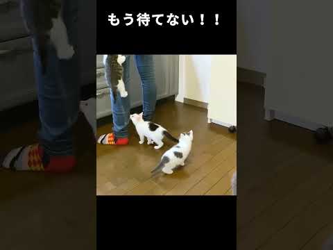 ご飯が待てない子猫たち #ねこ #里親 #保護