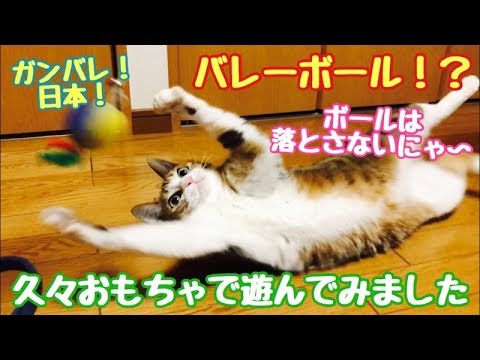 おもちゃで遊ぶ　ネコ