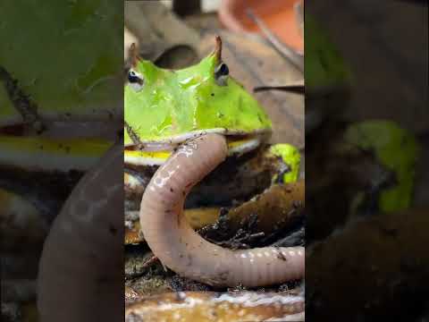 HUNGRY Pet Frog catches and eats a GIANT Worm! Avocado the Pacman Frog!