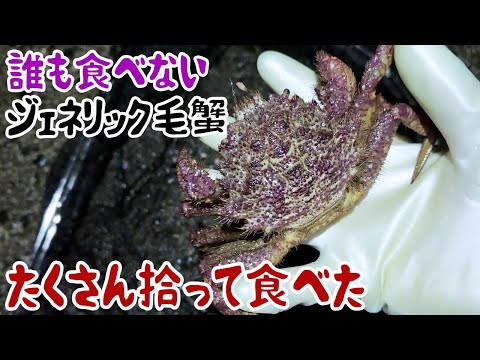 誰も食べないジェネリック毛蟹、たくさん拾って食べた