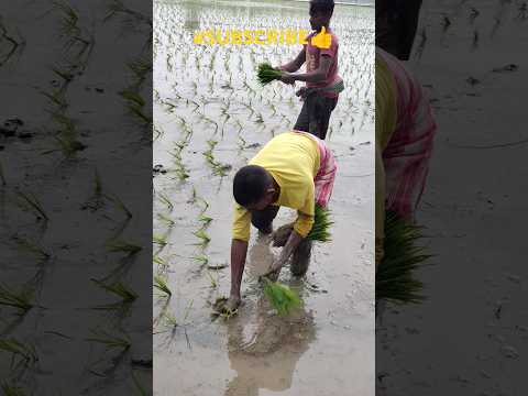 JAI JAWAN || JAI KISHAN || FARMERS @LPNVLOGS #LPNVLOGS #farmer #kisan #JAWAN #farming #jaijawan