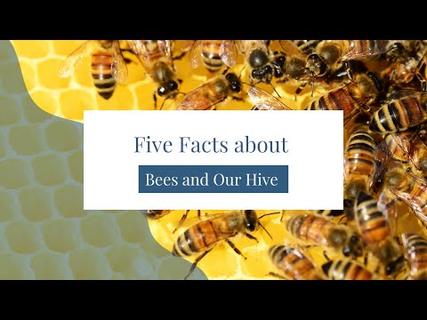 Five Facts about Bees and Our Hive