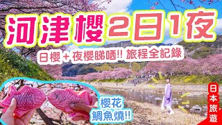 河津櫻2日1夜: 日櫻&夜櫻兩種美態! 超美的櫻花鯛魚燒🌸連行8小時仍不想回家｜風信子の日本旅行團 #日本櫻花 #河津 #日本旅遊