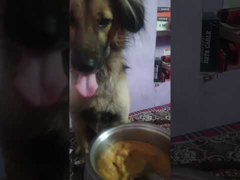 Muh ma paani aya besan ka halwa dekh k #shortvideo #indianyoutuber #viralstar #instacute #dog #reels