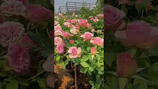 Rose flowers plants // beautiful flowers garden (18/5)