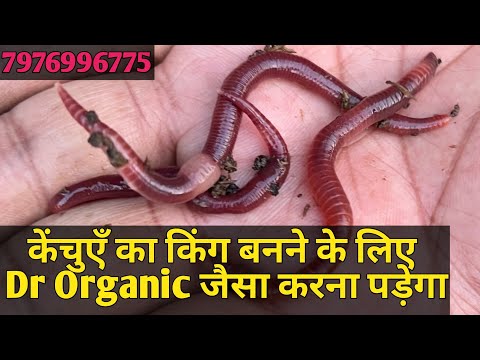 केंचुएँ का किंग बनने के लिए Dr Organic जैसा करना पड़ेगा 🪱🪱🙏