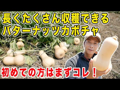 超お手軽にできるバターナッツカボチャ！種まき・植付け・収穫・食べるまで