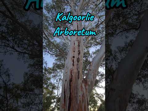 Kalgoorlie Arboretum 🌲🌳🪻 #findinggspots #kalgoorlie