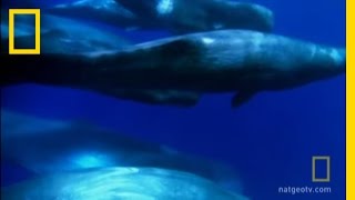 A Sperm Whale Family | National Geographic