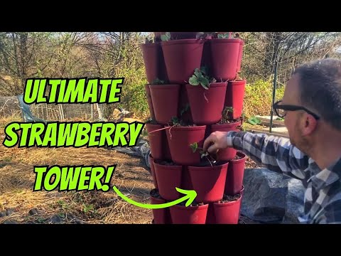 Planting Up Greenstalk Leaf Vertical Planters! | Huge Upgrade From Dollar Tree Stackable Planters