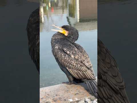 민물가마우지 great cormorant 鱼鹰