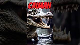 Caiman: The Venomous Predator 🐊😱 #viralvideo #shorts #shortsfeed #caiman #knowledge #jungle