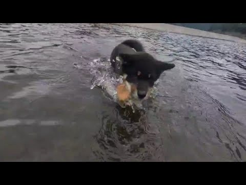 柴仔犬、飼い主に付いていくために冷たい川にも入る