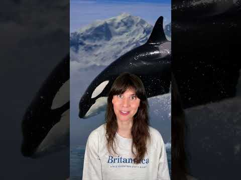 ORCAS | Encyclopaedia Britannica