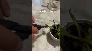 Venus Fly trap feeding.  #plants #carnivorousplants #feeding