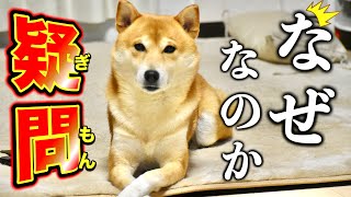 柴犬が世界的に有名な「不思議」を痛感しオカリナを吹きかけた日【三浦半島ジブリ】