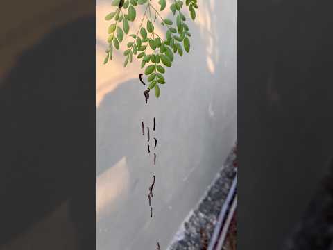 Caterpillars on plants (S-133) #ytshorts #shorts #garden #caterpillar #youtubeshorts #subscribers