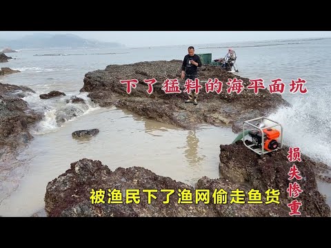 【阿向趕海】倒入一桶鴨血的底潮坑 擒獲巨鱸八爪怪 可惜魚獲被網走 只賣了450