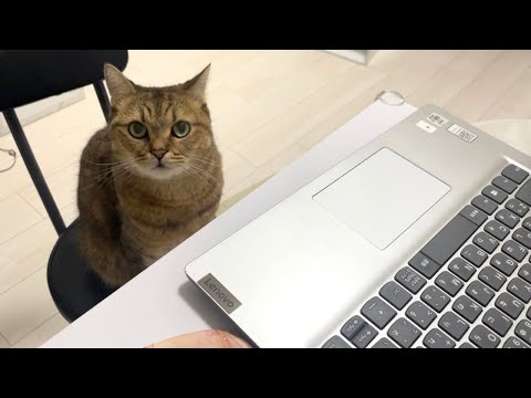 またしても飼い主の代わりにリモート会議に出席しようとする猫