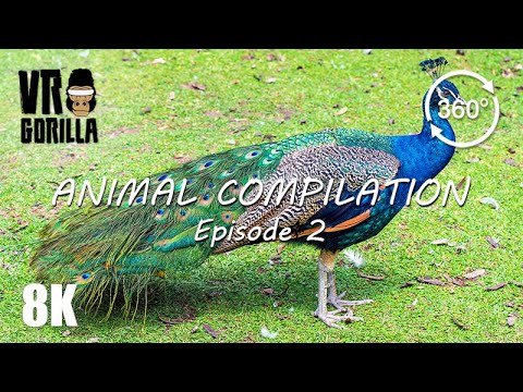 Animal Compilation in VR - Episode 2 - 8K 360 Video (short)