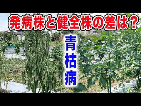 【病気】青枯病になったらどうするか？発病を防ぐ対策方法