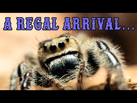 Finally Got my Jumping Spider, and its Adorable...! [UNBOXING]