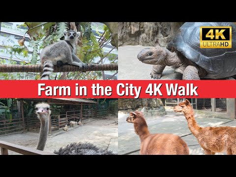 Farm in the City - Family friendly petting zoo in Malaysia [4K 60fps ASMR]