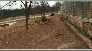 Siberian tiger bows down to Asiatic lion -  Tiger vs Lion