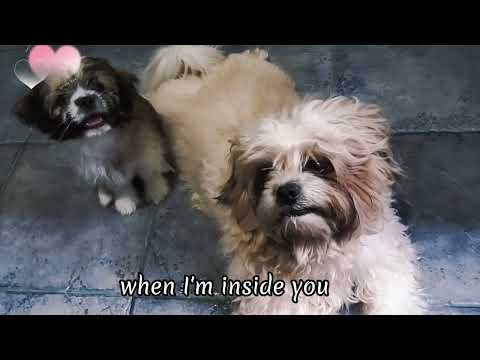 My furbabies King Maximus  &  Papa Apollo" #shihtzus #Ruthless music video