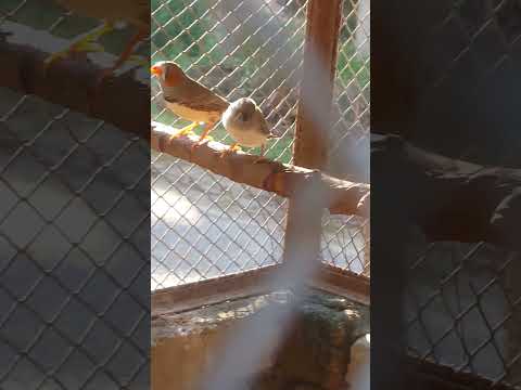 Zebra Finch chicks😃😃#zebrafinchpair #zebrafinches #zebrafinchbreeding