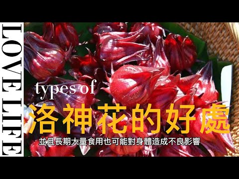 EP131 洛神花 Hibiscus sabdariffa 好處與作用 健康  養生 天然 食療 原