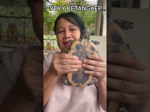 KETIKA KURAKURAKU MELARIKAN DIRI🐢#turles #turtle #animallover #animalshorts #kurakura #kurakuralucu